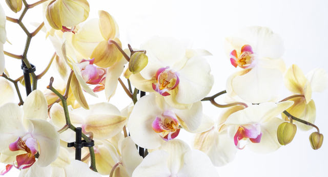 Orkide fiyatları nasıl belirlenir, ucuz orkide alınabilir mi? En popüler orkide türlerini keşfetmek ve orkide seçimi için öneriler almak için hemen okuyun.